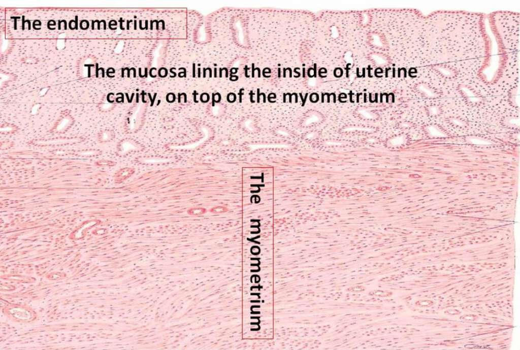 Description of the Endometrium at the different phases of the Menstrual ...