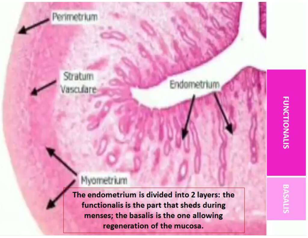 Description of the Endometrium at the different phases of the Menstrual ...